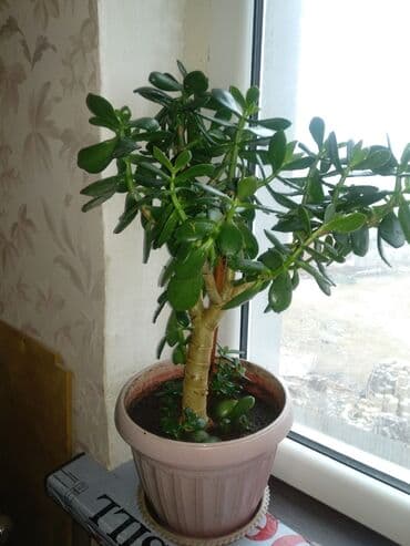 растения для аквариума: Живое дерево. Есть поменьше. Цена от 200 сом до 2000сом — 3