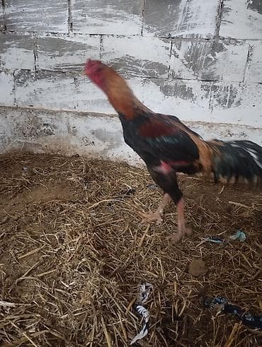 собака охота: Продаю | Петух | Бойцовая | Для разведения — 2