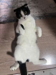 в связи с переездом отдам попугая жако в добрые руки: 6 месяцев, Девочка, Приучена к лотку, Проглистована, С прививками — 1