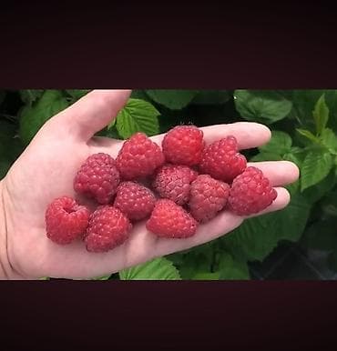 картошка ривьера: Малина (ремонтантная, крупноплодная) - Ягоды крупные, выровненные — 2