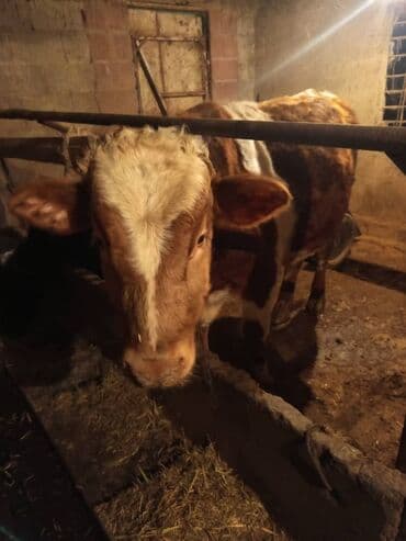 французский бульдог цена щенка: Продаю | Бык (самец) | На откорм | Привязанные — 1