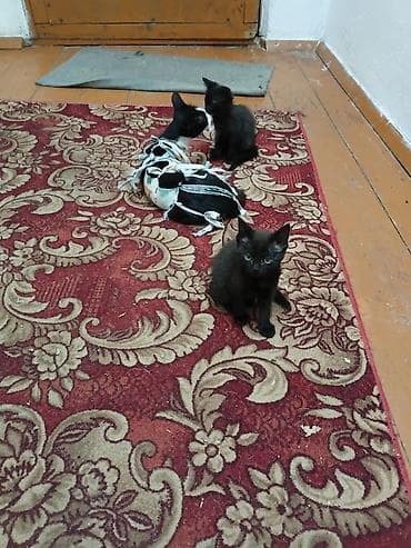 манчкин коты: Отдам котят ( даром ещё актуально) находятся в новопокровке — 1