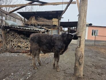 купить медогонку: Продаю | Музоо, торпок | На откорм | Привязанные — 5