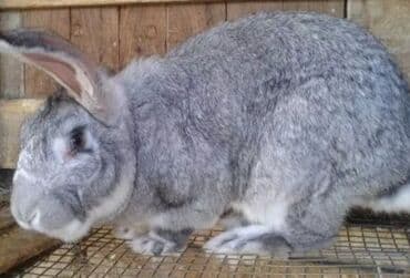 декоративный кролики: Продаю | Крольчиха (самка) | Серый великан | Для разведения | Племенные — 2