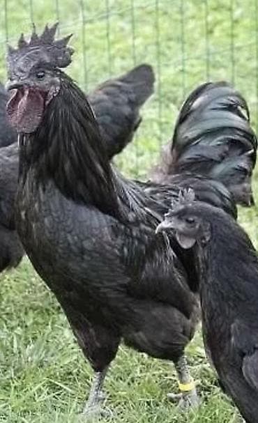 Продаю | Куры | Для разведения