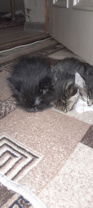 новорожденные котята: Кошка даром: Беспородная, 2 месяца, Мальчик — 2