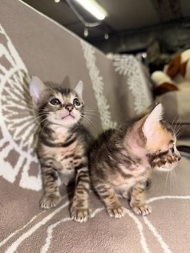 бишкек кошка: Бенгальские котята, классические леопардовые пятна и мраморные разводы — 1