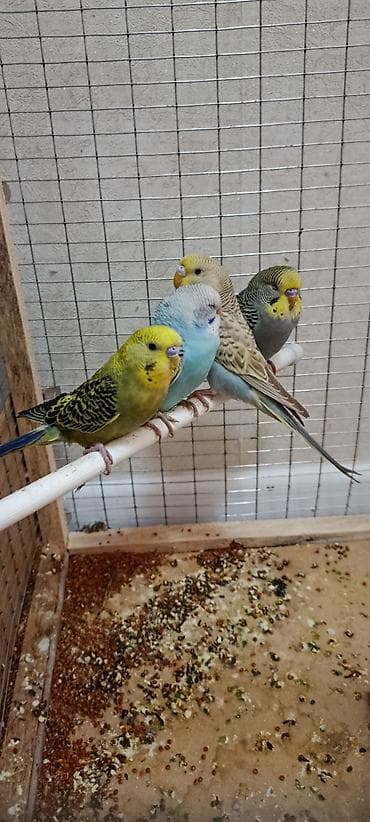 куш сатылат: Прадайодся 2пара онда пара 1900сом срочно — 1