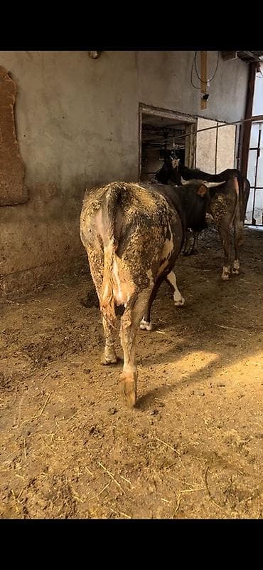 Индюки: Продаю | Корова (самка) | Симментальская | Для молока — 3