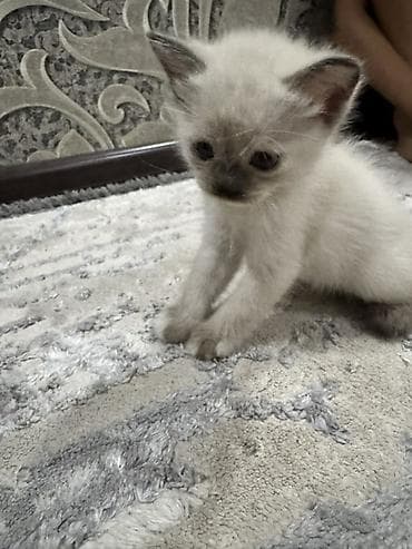 scottish fold: Котята, домашнее выращивание. - Окрас: два короткошёрстных тигровых — 1