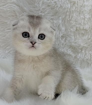 Продажа кошек: Скотиш Фолд (Шотландская вислоухая), 2 месяца, Мальчик, Белый, Приучена к лотку, Проглистована, С документами — 1
