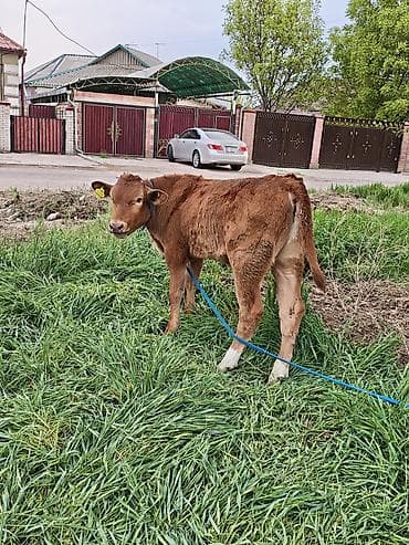 Животные: Продаю | Бык (самец) | На откорм | Привязанные — 5