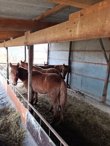 дом для кур: Продаю | Жеребенок | Для разведения — 3