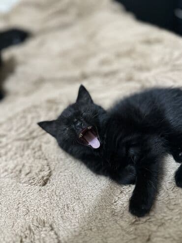 купить вислоухого котенка: Отдам в хорошие руки троих котят один вислоухий — 8