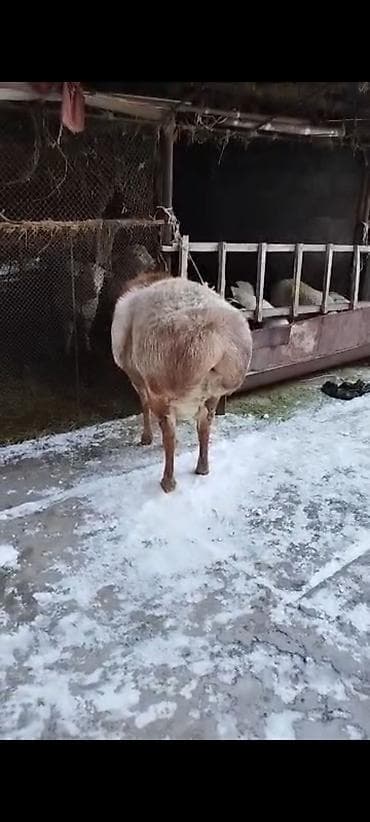 арашанские овцы: Продаю | Баран (самец) | Арашан | Для разведения | Племенные — 3