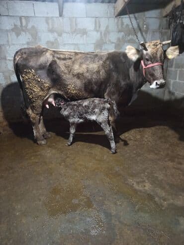 животные домашние: Продаю | Корова (самка) | Алатауская, Швицкая | Для разведения, Для молока | После отела — 1