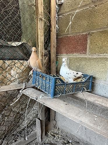 цена попугая какаду: Продаю голубки цена за одну — 5
