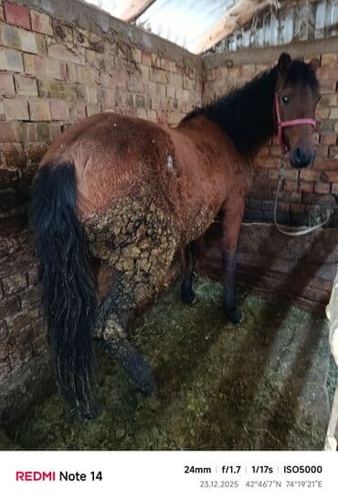 белый хомяк: Продаю | Кобыла (самка) | Рабочий — 3