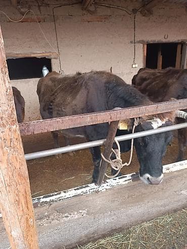 Другие животные: Продаю | Корова (самка) | Швицкая | Для разведения — 2