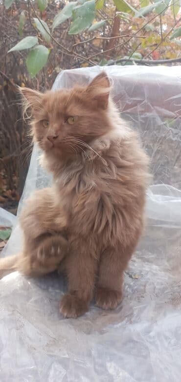 мейн кун бишкек купить: 6 месяцев, Мальчик, Метис — 9