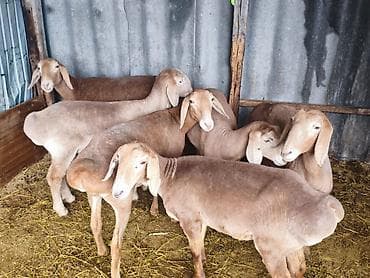 Үй жаныбарлары: Сатам | Козу | Көбөйтүү үчүн — 3