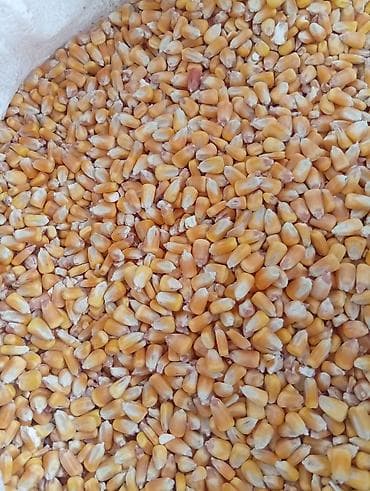 продажа свинины: Продается кукуруза 🌽 сорт "пионер"в мешках — 2
