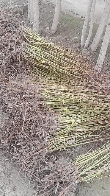 алма орук: Көчөттөр сатылат заказ алабыз оптом баада Узбекстандан келет — 5