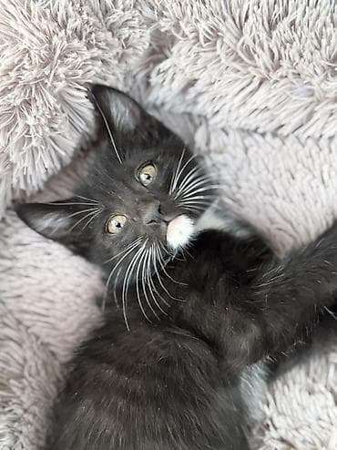 животные кошки: 🐾 Отдаем котят в добрые и заботливые руки! 🐾 Ищут любящую семью — 5