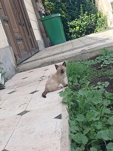 котята рыжие: Кошка даром: Сиамская, 3 месяца, Девочка, Приучена к лотку — 3