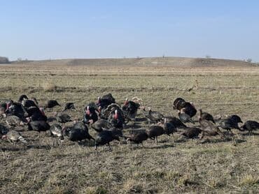 продажа щенков немецкой овчарки с документами в бишкеке: Сатам | Ургаачы күрп (ургаачы), Балапан күрп | Кара ханзаада, Түндүк Кавказ | Союуга, Көбөйтүү үчүн | Асыл тукумдуу — 32