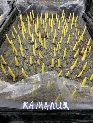 тюльпан оптом бишкек: Принимаем заказы на луковицу тюльпана, гиацинта, крокуса — 23