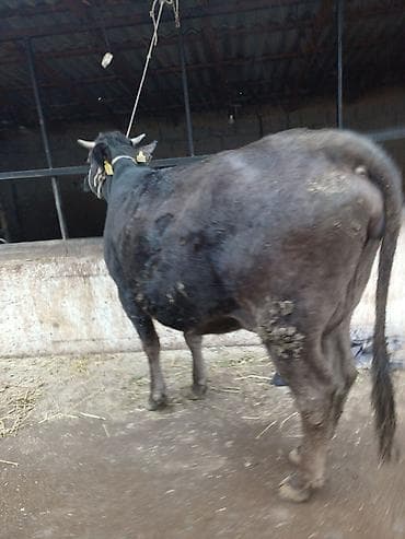 кызыл октябрь: Сатам | Уй (ургаачы) | Сүт алуу үчүн | Байланган — 7