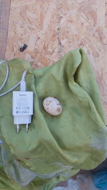 А/ч жаныбарлары үчүн тоюттар: Карлики японские бентамки для разведения, красивые и здоровые! на — 2