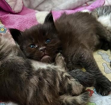 мопс маленький: Предлагается шикарный мальчик мейкуна к предварительному — 4