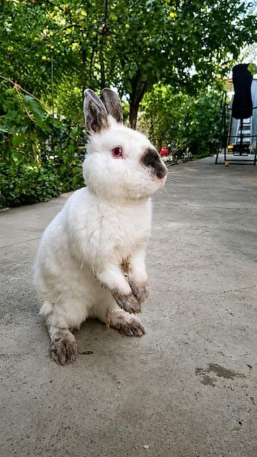 кошка купить бишкек: 🐰 Продаются 3 кролика Продаю 3 молодых кролика. Окрас белый с тёмными — 1