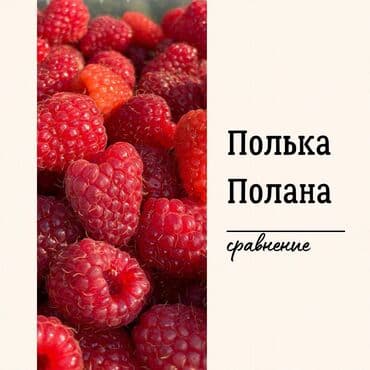 садовый стол и стулья: Саженцы : Ежемалина, Самовывоз — 1