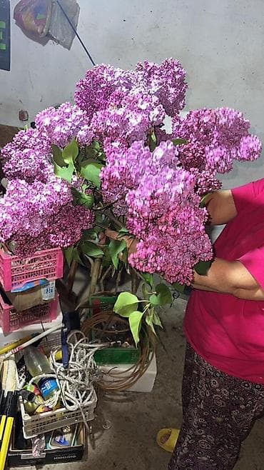 сирень букет: Сирень букеты колированная крупная Продаю на букеты звонить по — 3