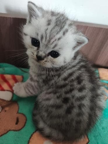Скотиш Фолд (Шотландская вислоухая), 1 месяц, Девочка