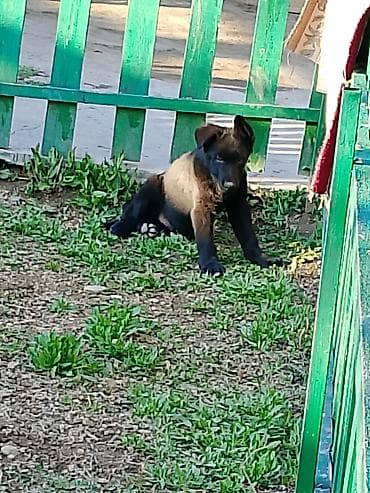 авчарки: Щенок крупной породы, окрас полностью чёрный. Прямые стоячие уши — 7