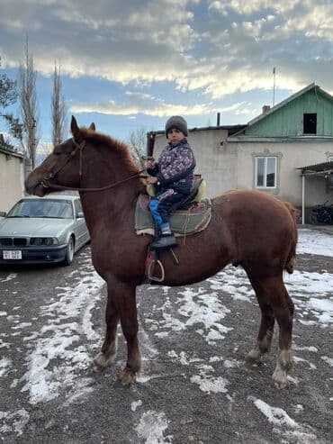 собаки сокулук: Сатам | Байтал | Жумушка — 1