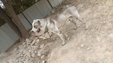 Крупная собака сторожевого типа. Описание: - Окрас: серо-рыжий с