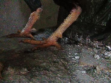 кунай минато: Продаю | Петух | Дакан | Для боев — 6