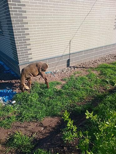 авган кой: Продаю | Овца (самка) | Для разведения — 2