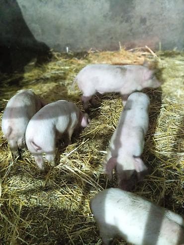 домашние птицы: Продаю | Поросенок | Для разведения — 2