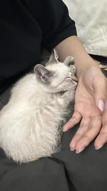 Отдам даром кошку: Котёнок 2 месяца ищет дом! Отдам с полным набором для жизни 🐱 — 4