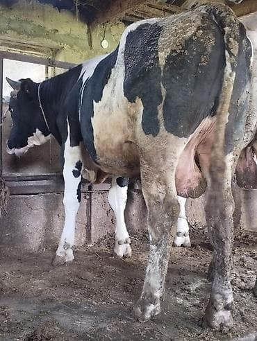 осеменение коров: Продаю | Бык (самец) | Джерсейская, Алатауская, Швицкая | Для разведения | Привязанные — 6