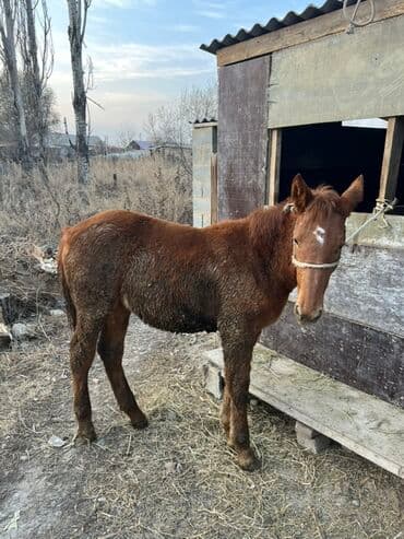 сколько стоит коза дойная купить: Продаю | Жеребенок | Рабочий — 4