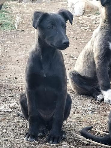 Продажа собак: Собака даром: Дворняжка, 4 месяца, Самка — 3