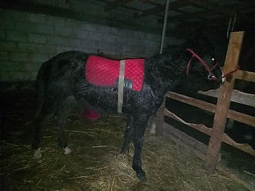 сколько стоит лошадь орловский рысак: Продаю | Жеребенок | Конный спорт — 6