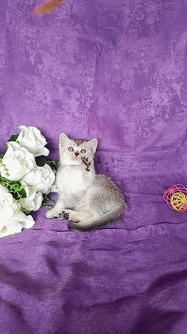 шатландский кошка: Скотиш Страйт (Шотландская прямоухая), 1 месяц, Мальчик — 7